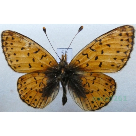 Boloria hegemone (Staudinger, 1881) Kyrgyzstan5k